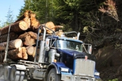 logging-gallery-2