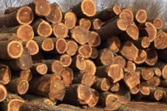 logging-gallery-5