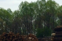 logging-gallery-8
