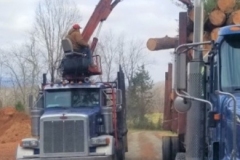 logging-gallery-9