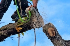 gallery-trimming-5