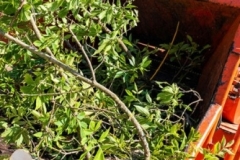 gallery-trimming-7